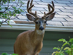 halfmoon bay wildlife